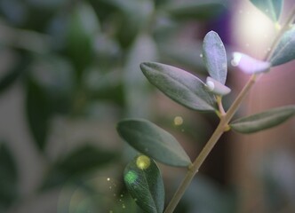 やわらかい光の差し込む植物の風景