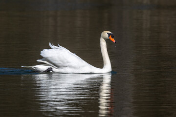 Naklejka premium Mute swan, Cygnus olor swimming on a lake in Munich, Germany
