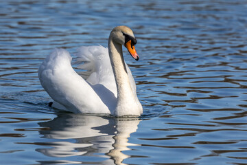 Mute swan, Cygnus olor swimming on a lake in Munich, Germany