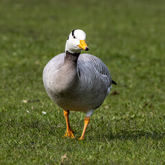 The bar-headed goose, Anser indicus seen in English Garden in Munich