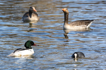 Common Merganser, Goosander, Mergus merganser, swimming on the Kleinhesseloher Lake at Munich, Germany