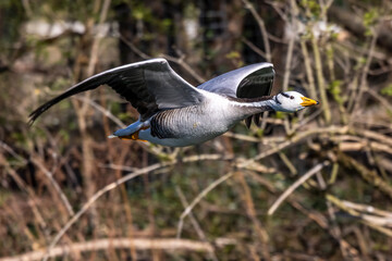 The bar-headed goose, Anser indicus flying over a lake in English Garden in Munich