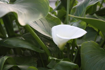 The calla flower is white, grown in a winter greenhouse