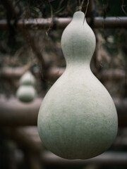 センナリヒョウタン