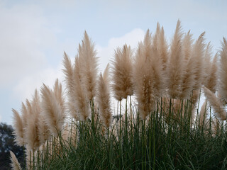 パンパスグラス