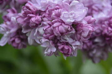 close up of a lilac flower