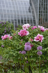 Fototapeta na wymiar pink flowers in a greenhouse