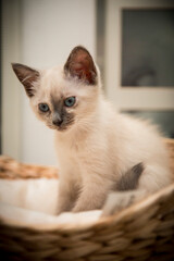 cucciola di gatto con occhi azzurri