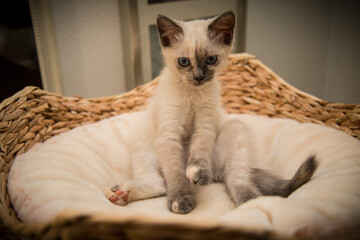 Piccolo cucciolo di gatto domestico