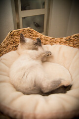 Piccolo cucciolo di gatto domestico