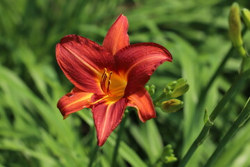 Fototapeta premium 初夏の庭に咲くヘメロカリスの赤い花