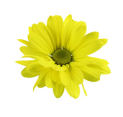 Yellow chrysanthemum flower isolated