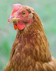 brown hen in the farm  looking at camera