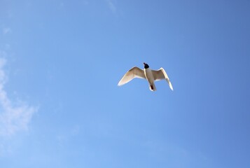 young gull with small black head