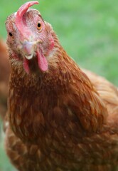 brown hen in the farm  looking at camera