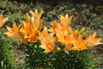 初夏の公園に咲くスカシユリのオレンジ色の花