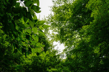 green leaves of the trees