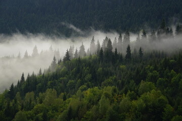 Natural rain forest. Moody cloudy, foggy forest during summer, autumn, amazing background with mood. Green spruce forest with white fog in mountains after rain.