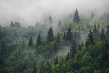 Natural rain forest. Moody cloudy, foggy forest during summer, autumn, amazing background with...