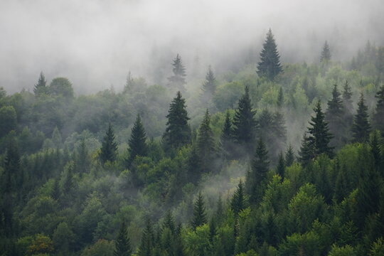 Fototapeta Natural rain forest. Moody cloudy, foggy forest during summer, autumn, amazing background with mood. Green spruce forest with white fog in mountains after rain.