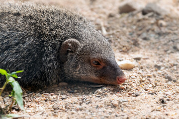 Banded mongoose resting on the sand, Mungos mungo