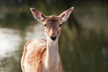 European fallow deer doe by the water