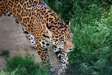 Fototapeta na wymiar Jaguar walking with mouth open, Panthera onca