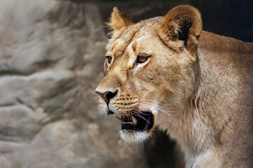 Fototapeta na wymiar lioness with mouth open, Panthera leo close up