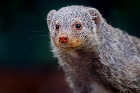 Banded mongoose close up, Mungos mungo