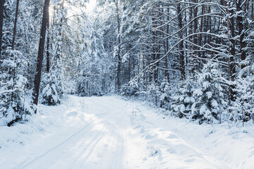 winter road in wood with snow and sunlight