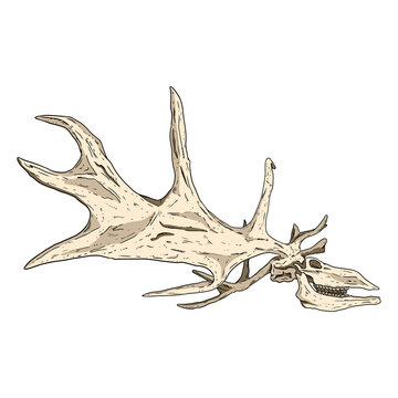 Deer fossilized skull and antlers hand drawn sketch image. Horned artiodactyl animal bones fossil image drawing. Vector stock outline silhouette