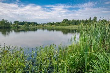 A lake without waves on its surface and banks overgrown with lush aquatic plants and reeds. Beautiful blue sky with white clouds in the background reflected in the water.