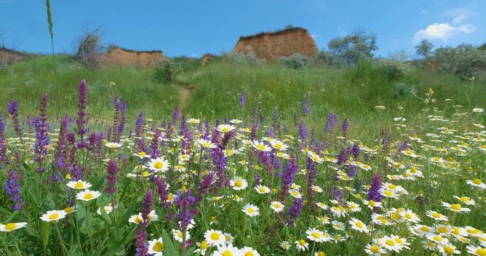 Landscape in the spring fields with many colorful flowers 