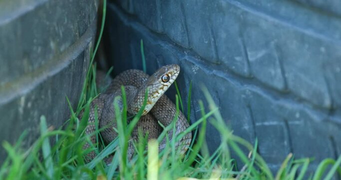 Grass snake or Natrix natrix in the old car tires