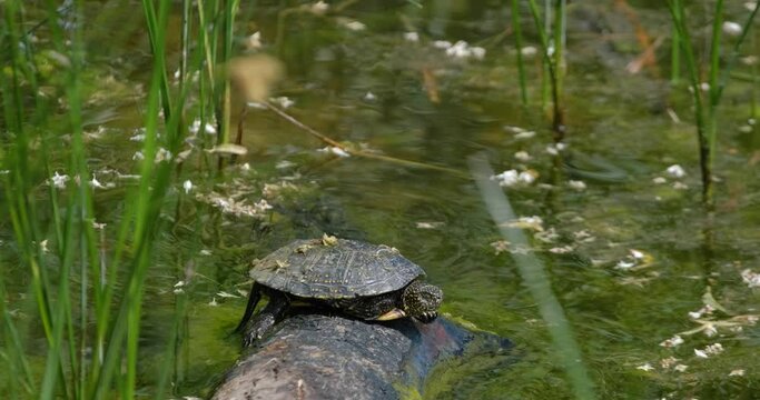 Close up European pond turtle of or Emys orbicularis on the log