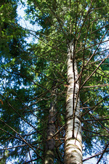 Fototapeta premium trees in the forest