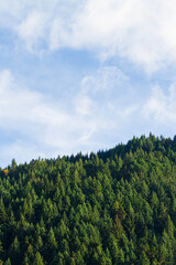 forest in the sky