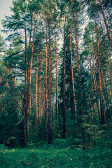 Obraz premium Sverdlovsk region. Sloboda. Forest on the Chusovaya River