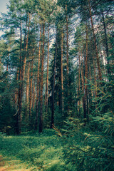 Sverdlovsk region. Sloboda. Forest on the Chusovaya River