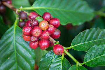 Coffee beans arabica on tree at the mountain in farm northern Thailand