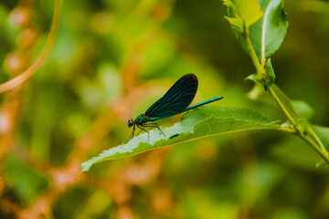 Sverdlovsk region. Sloboda. Green Butterfly