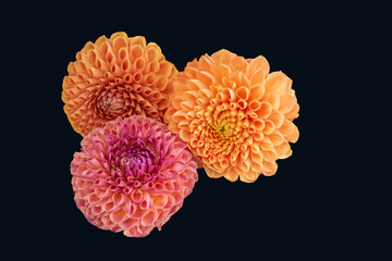 Table top macro of three colorful dahlia blooms cut-out on black background