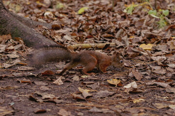 Sciurus in the autumn forest