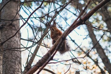 Sciurus in the autumn forest