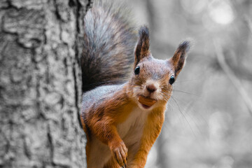 Sciurus in the autumn forest