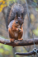 Sciurus in the autumn forest