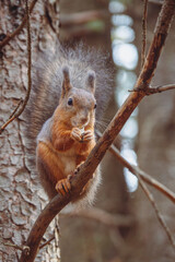 Sciurus in the autumn forest