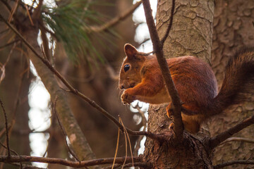 Sciurus in the autumn forest