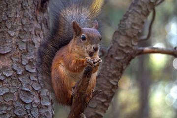 Sciurus in the autumn forest