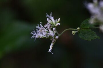 Boneset flowers. Asteraceae perennial　plants. Flowering season August to October.
